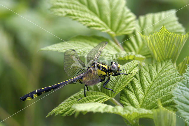 Beekrombout (Gomphus vulgatissimus)