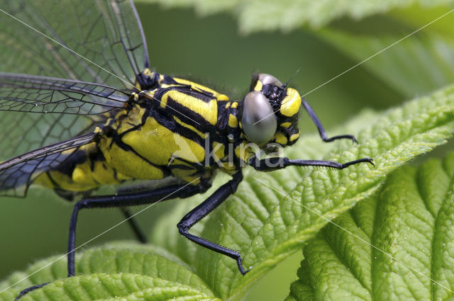 Beekrombout (Gomphus vulgatissimus)