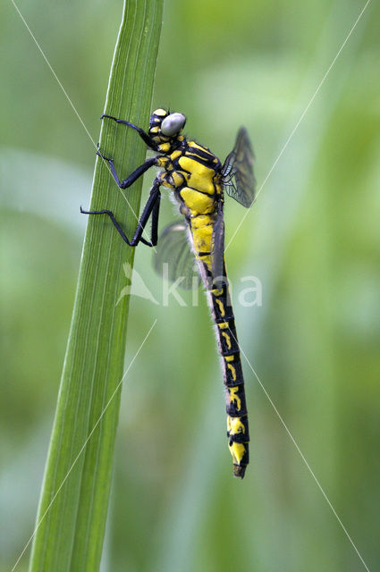 Beekrombout (Gomphus vulgatissimus)