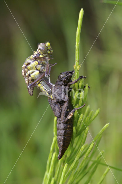 Beekrombout (Gomphus vulgatissimus)