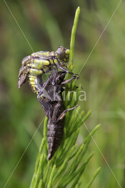 Beekrombout (Gomphus vulgatissimus)