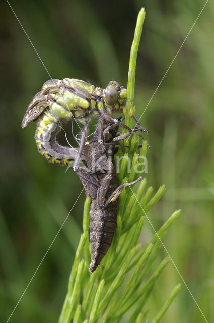 Beekrombout (Gomphus vulgatissimus)