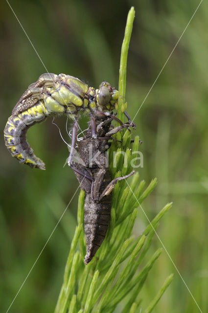 Beekrombout (Gomphus vulgatissimus)