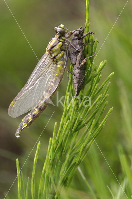 Beekrombout (Gomphus vulgatissimus)