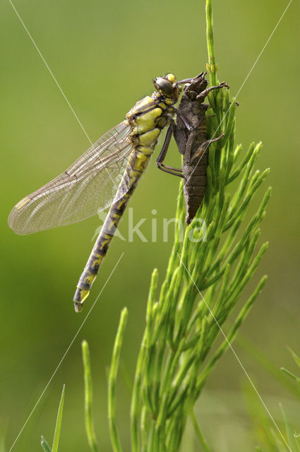 Beekrombout (Gomphus vulgatissimus)