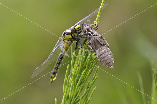 Beekrombout (Gomphus vulgatissimus)