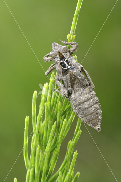 Beekrombout (Gomphus vulgatissimus)