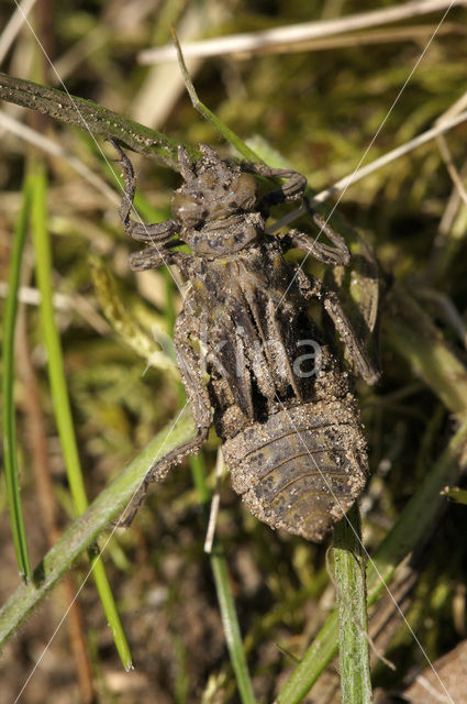 Beekrombout (Gomphus vulgatissimus)