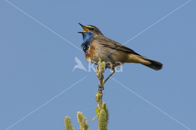 Blauwborst (Luscinia svecica)