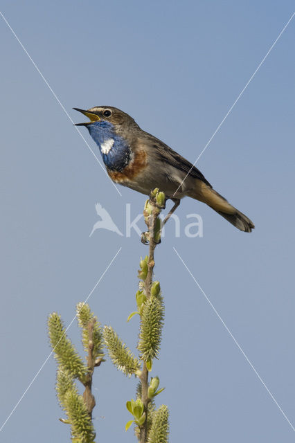 Blauwborst (Luscinia svecica)