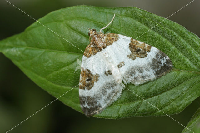 Blauwrandspanner (Plemyria rubiginata)