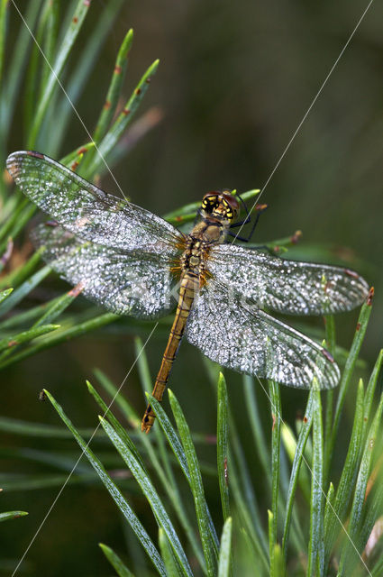 Bloedrode heidelibel (Sympetrum sanguineum)