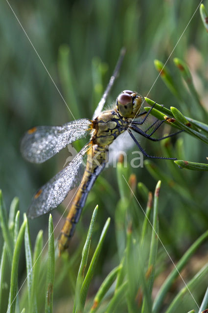 Bloedrode heidelibel (Sympetrum sanguineum)