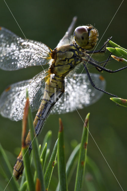 Bloedrode heidelibel (Sympetrum sanguineum)