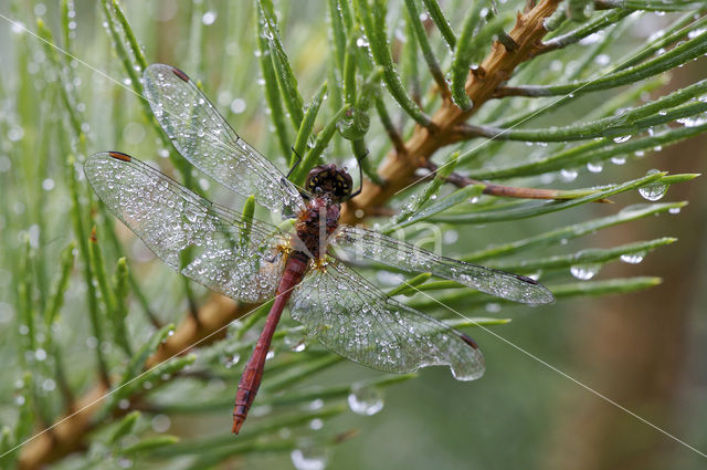 Bloedrode heidelibel (Sympetrum sanguineum)