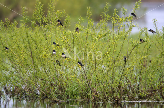 Boerenzwaluw (Hirundo rustica)