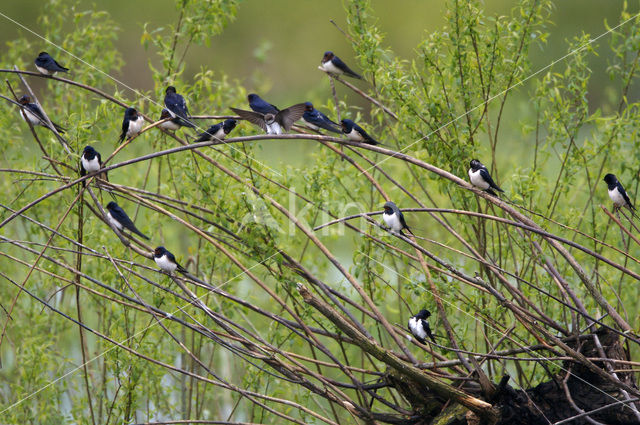 Boerenzwaluw (Hirundo rustica)