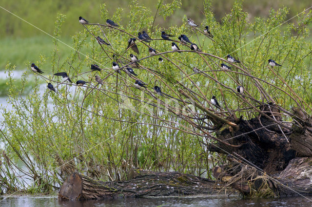 Boerenzwaluw (Hirundo rustica)