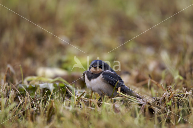 Boerenzwaluw (Hirundo rustica)