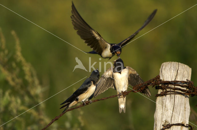 Barn Swallow (Hirundo rustica)