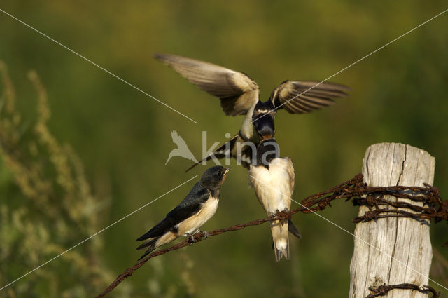 Boerenzwaluw (Hirundo rustica)