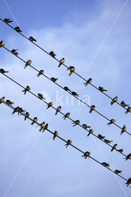 Boerenzwaluw (Hirundo rustica)