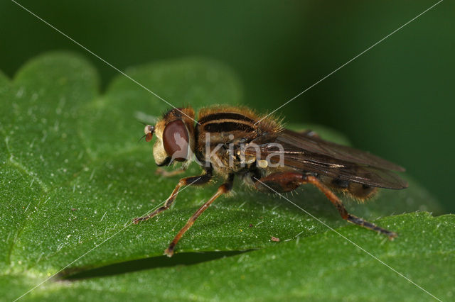 Bokserwaterzwever (Anasimyia interpuncta)