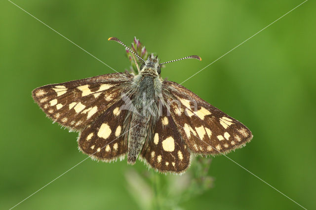 Bont dikkopje (Carterocephalus palaemon)