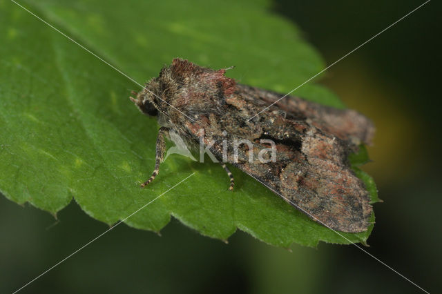 Bont halmuiltje (Oligia versicolor)