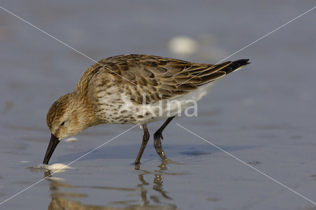 Bonte Strandloper (Calidris alpina)