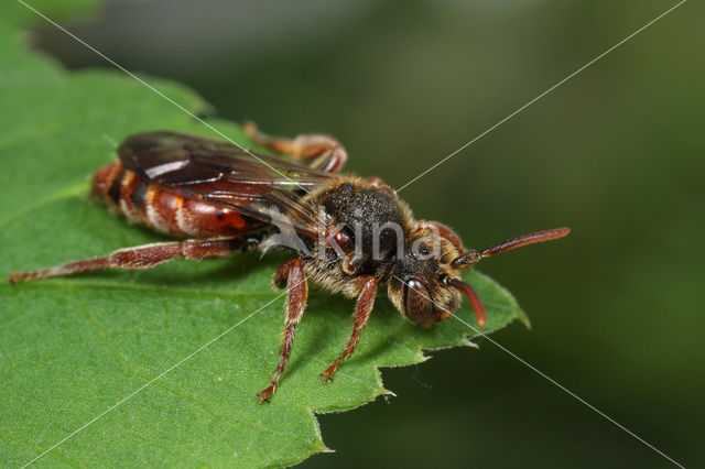 Borstelwespbij (Nomada stigma)