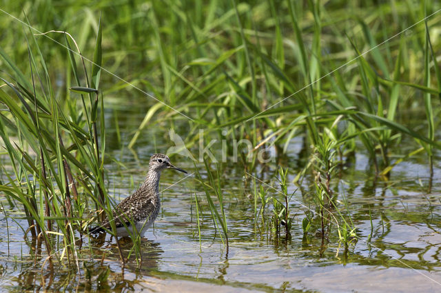 Bosruiter (Tringa glareola)