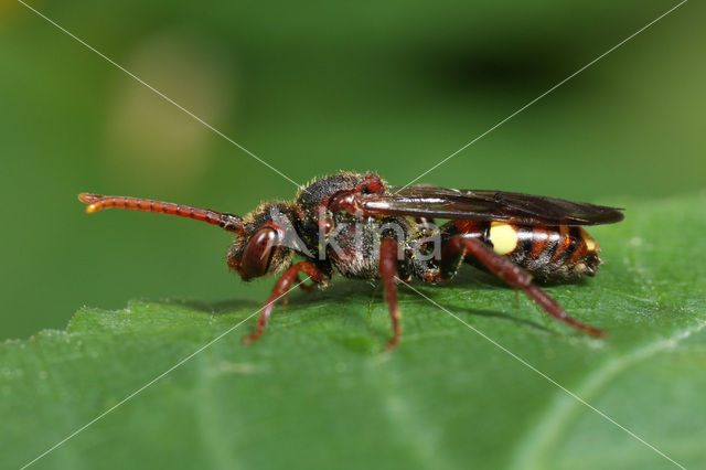 Boswespbij (Nomada opaca)