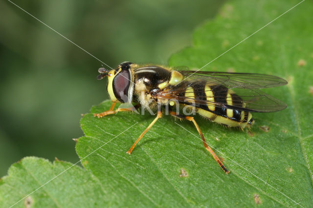 Bretelwimperzwever (Dasysyrphus albostriatus)