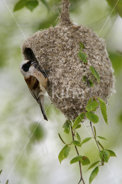 Buidelmees (Remiz pendulinus)