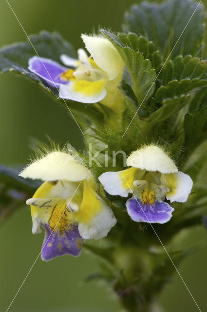 Dauwnetel (Galeopsis speciosa)