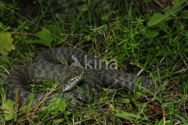 Dobbelsteenslang (Natrix tesselata)