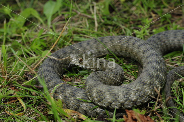 Dobbelsteenslang (Natrix tesselata)