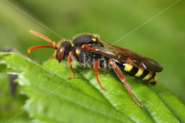 Donkere wespbij (Nomada marshamella)