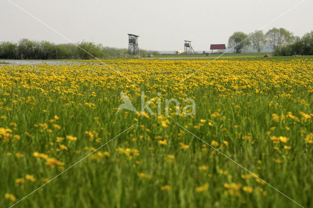 Dotterbloem (Caltha palustris)