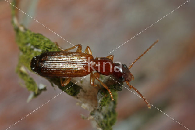 Dromius linearis