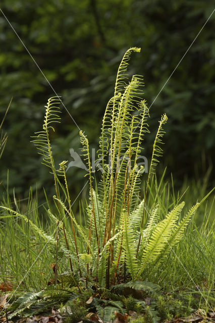 Dubbelloof (Blechnum spicant)