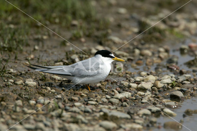 Dwergstern (Sterna albifrons)