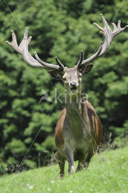 Edelhert (Cervus elaphus)