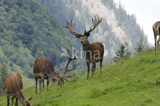 Edelhert (Cervus elaphus)