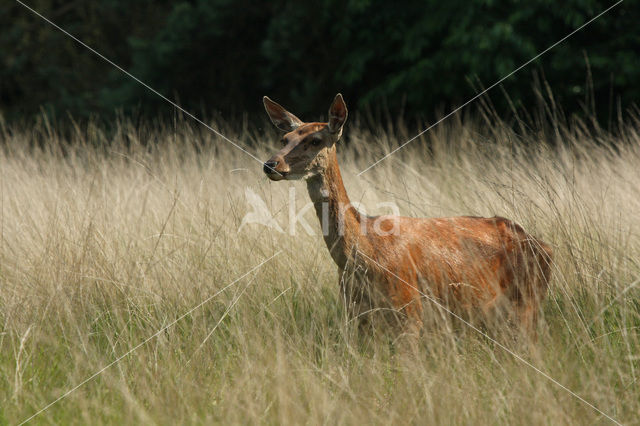 Edelhert (Cervus elaphus)