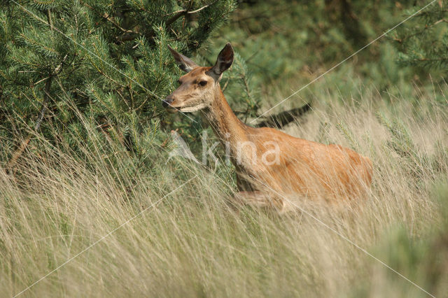 Edelhert (Cervus elaphus)