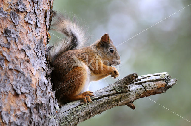 Eekhoorn (Sciurus vulgaris)