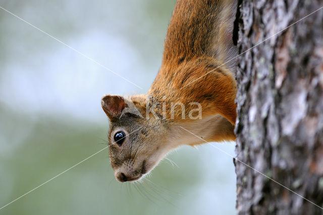 Eekhoorn (Sciurus vulgaris)