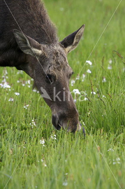 Eland (Alces alces)